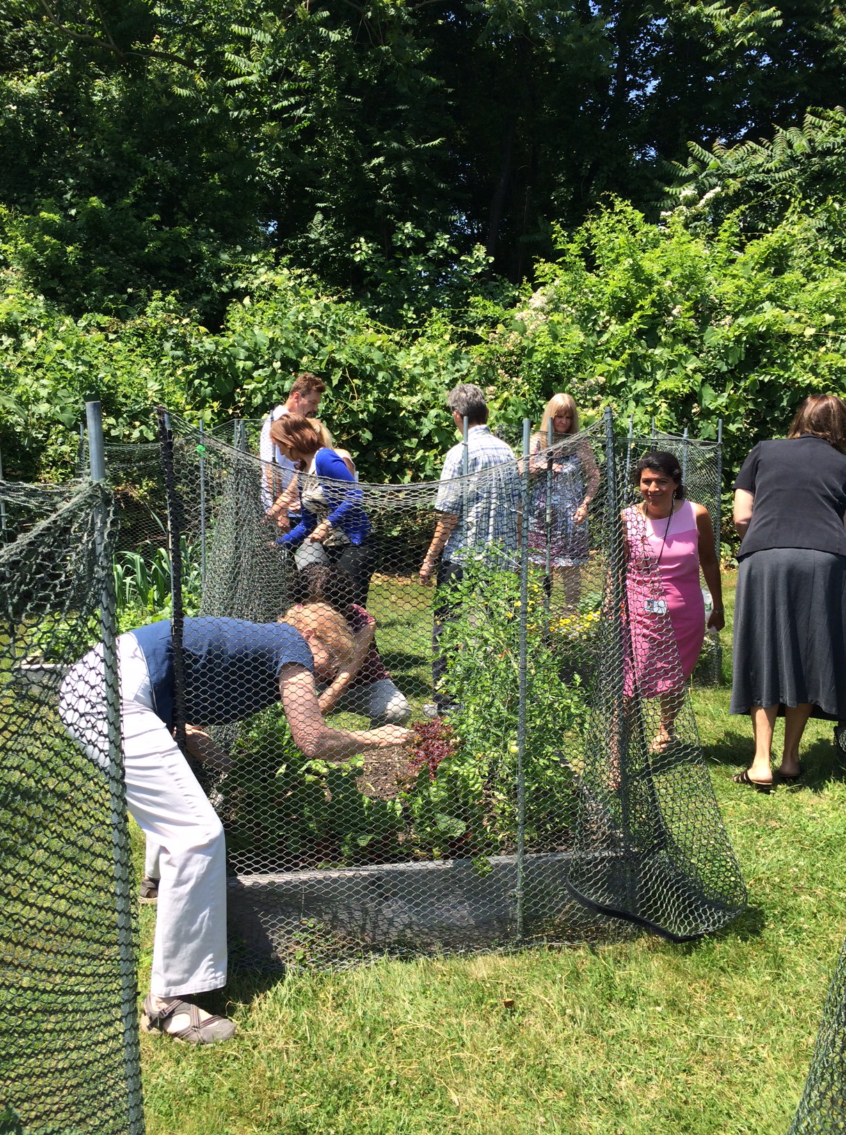 Employees as Massachusetts Medical hard at work in the Green City Growers Garden