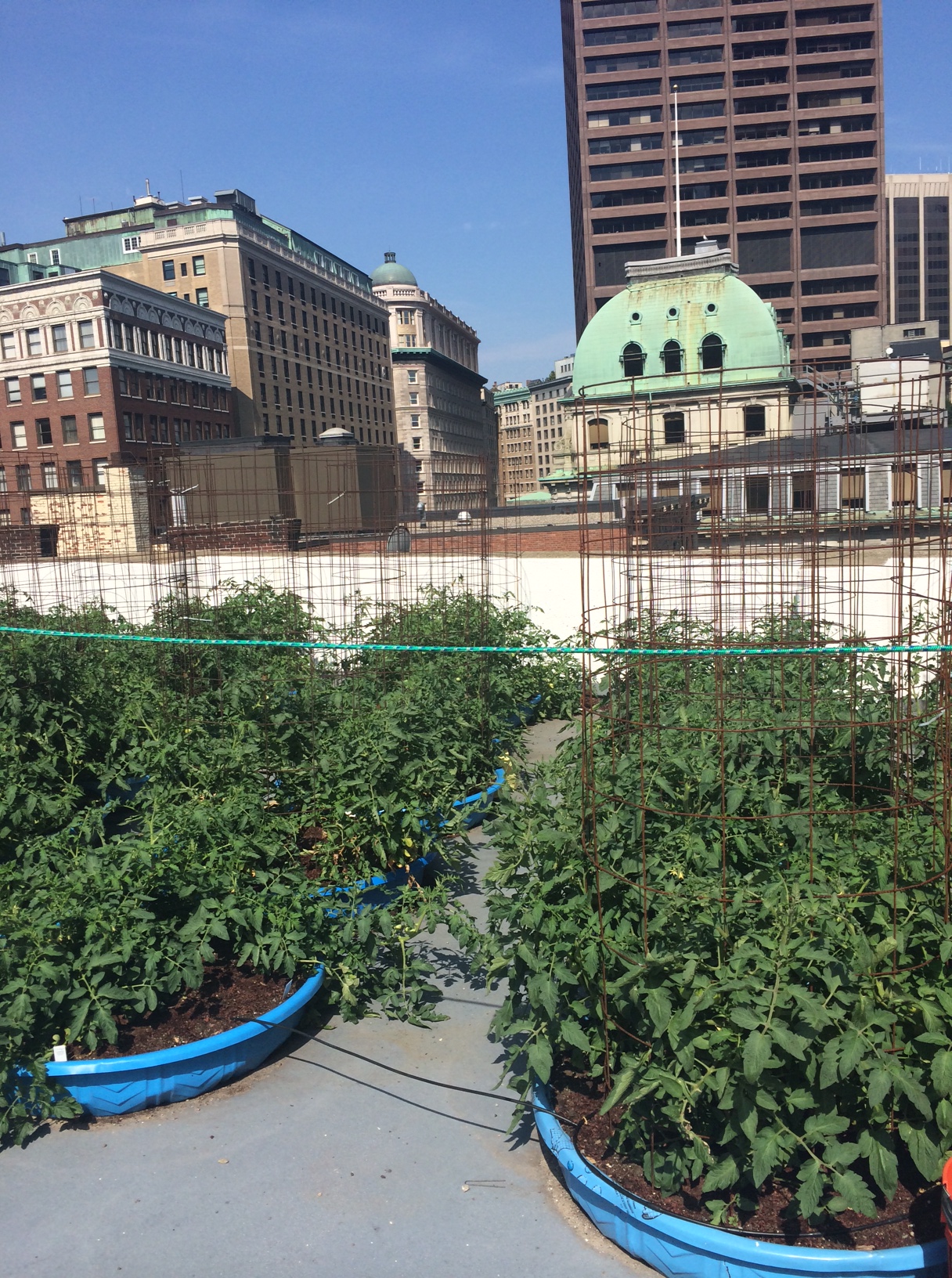 Rooftop Tomatoes at b.good restaurant in Boston, featured in a recent video I made for GCG.