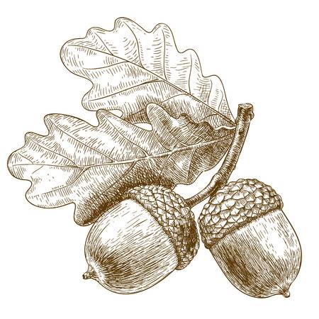 49123500-stock-vector-vector-engraving-illustration-of-highly-detailed-hand-drawn-acorn-isolated-on-white-background